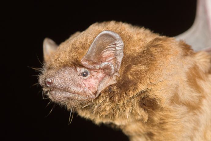 Noctule commune en gros plan